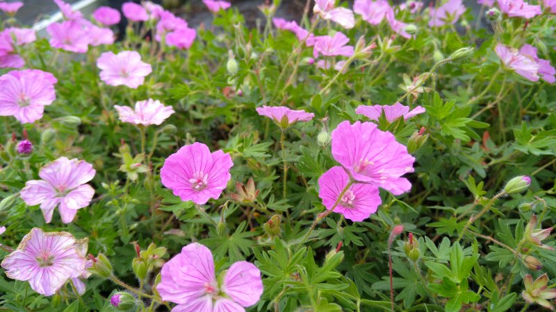 Geranium sanguineum 'Ankums Pride' Verev kurereha